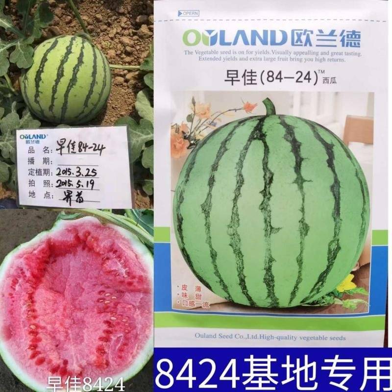 早佳8424西瓜种子欧兰德早佳8424麒麟西瓜超甜大果