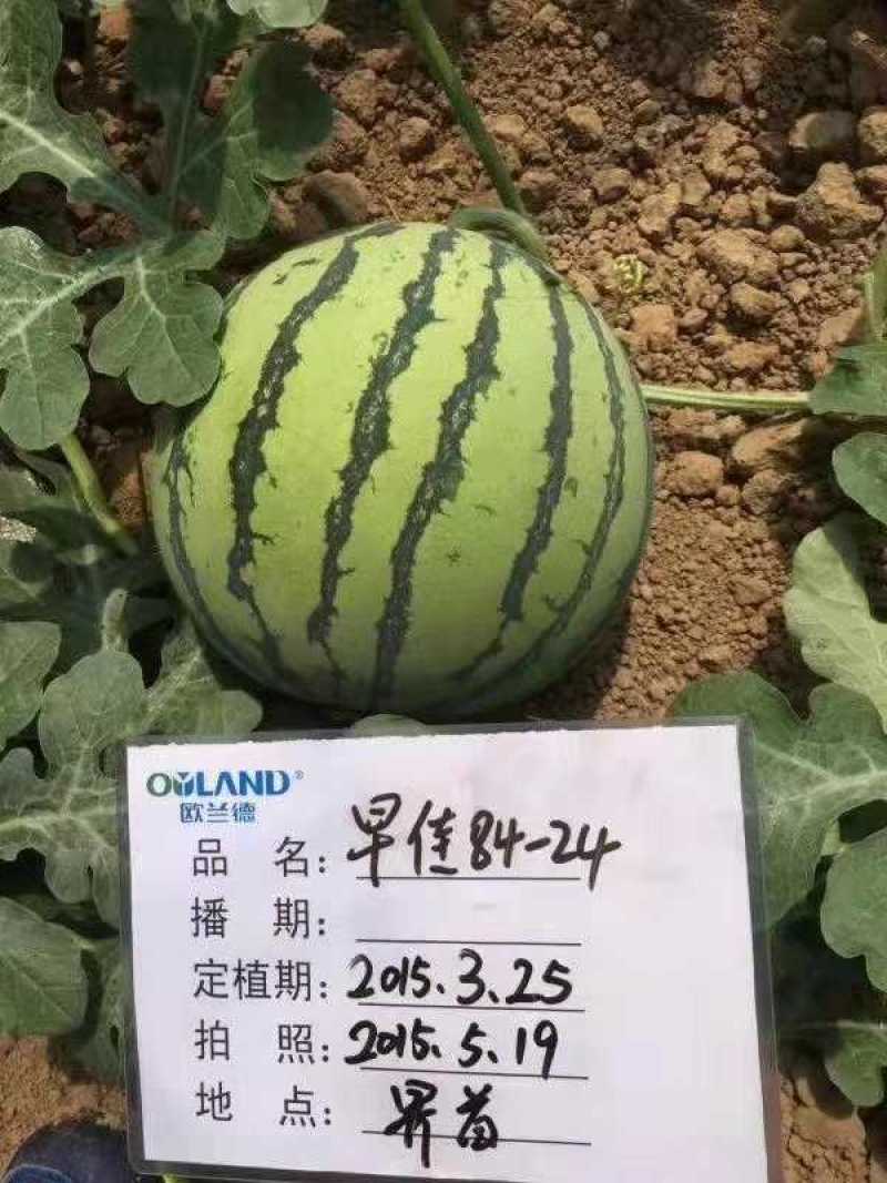 早佳8424西瓜种子欧兰德早佳8424麒麟西瓜超甜大果