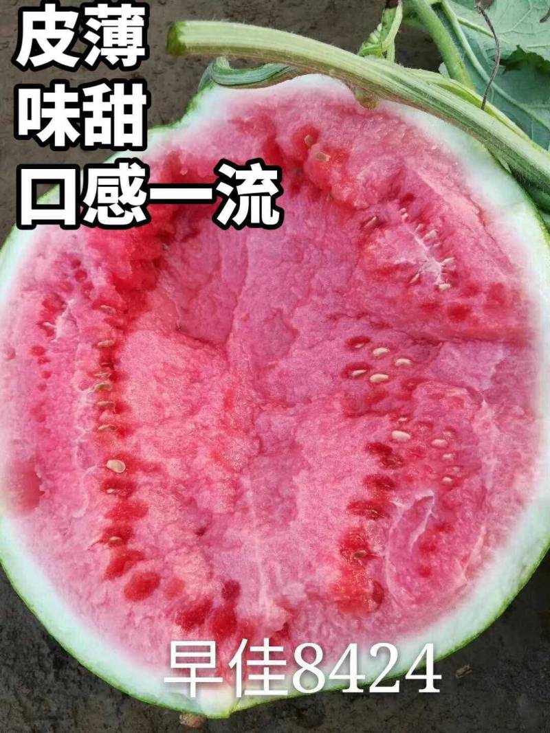 早佳8424西瓜种子欧兰德早佳8424麒麟西瓜超甜大果