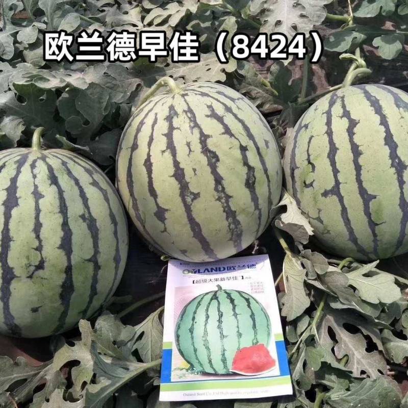 早佳8424西瓜种子欧兰德早佳8424麒麟西瓜超甜大果