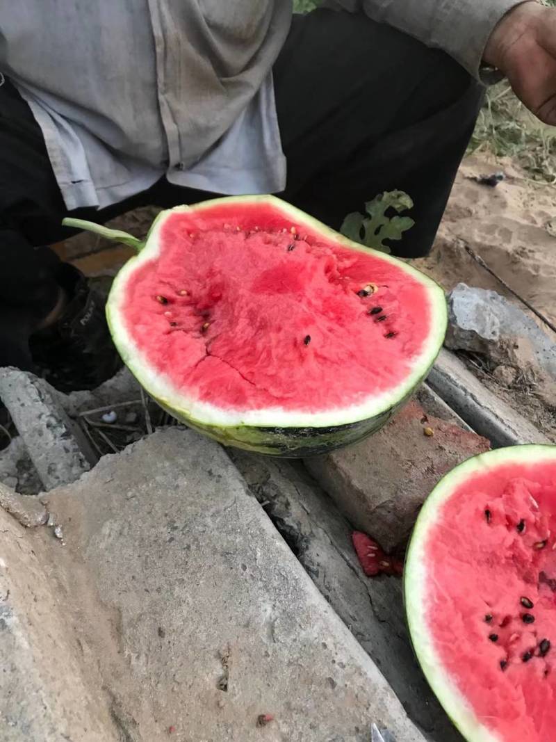 麒麟甜如蜜西瓜种子早熟超甜西瓜8424大红瓤耐裂抗病