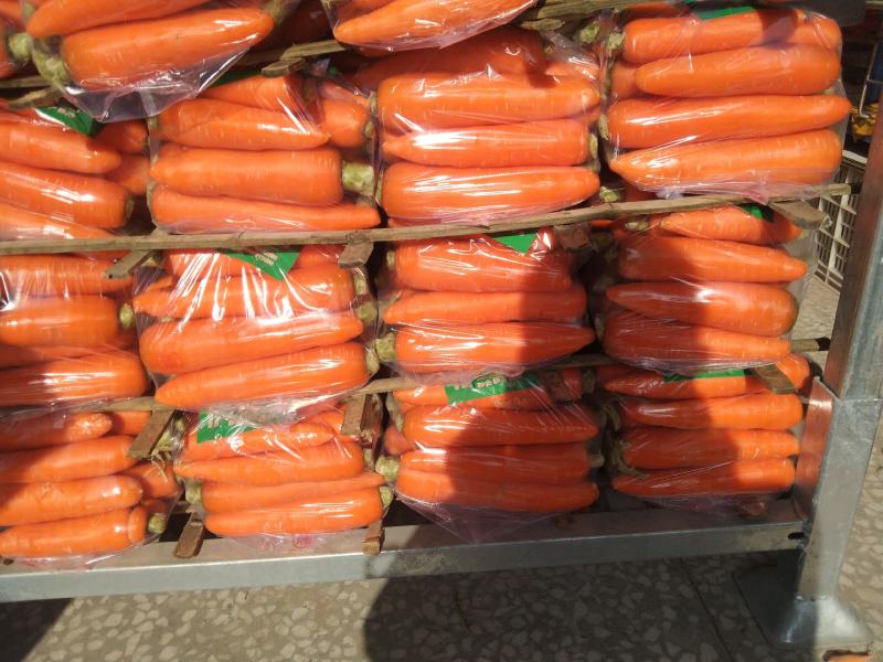 萧县胡萝卜精品中条，小条，土萝卜通货，装量大优惠