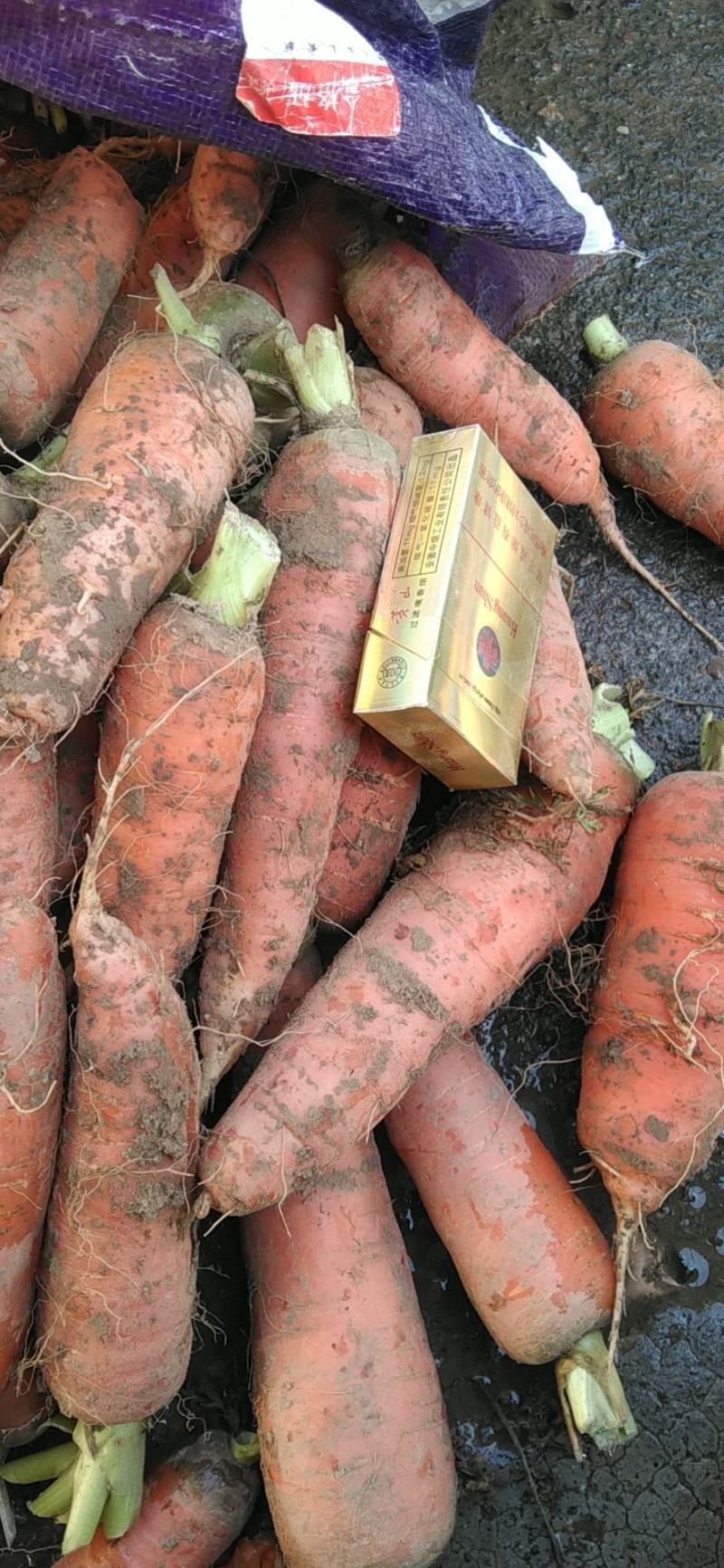 萧县胡萝卜精品中条，小条，土萝卜通货，装量大优惠