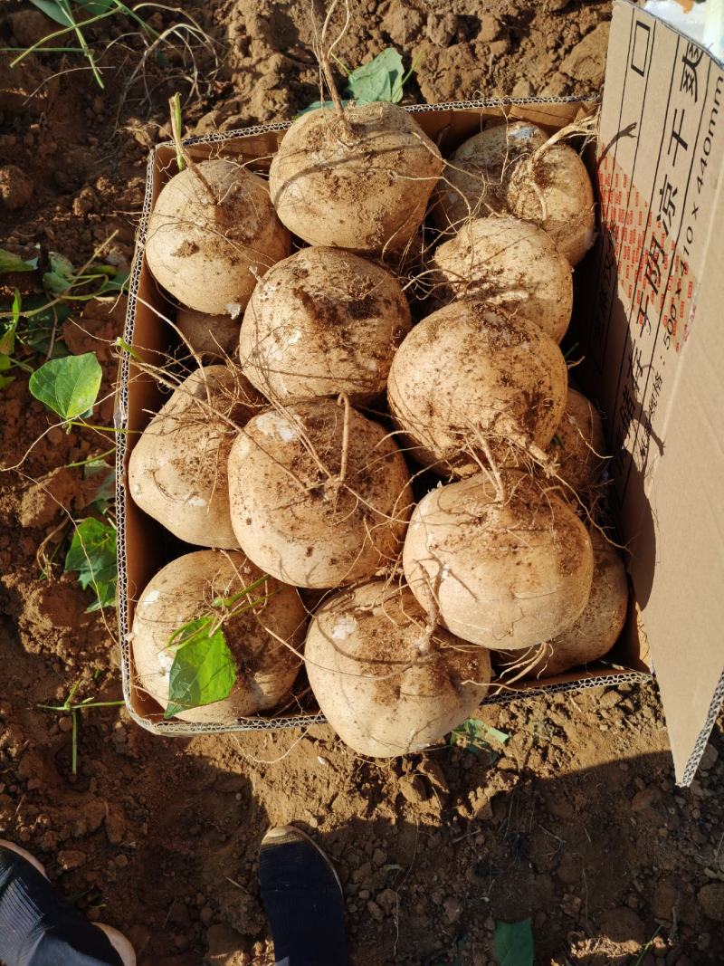 湛江沙葛又名凉薯