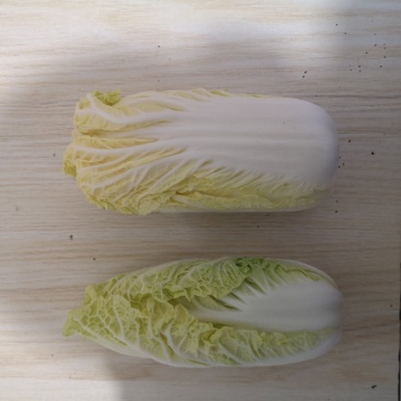 娃娃菜