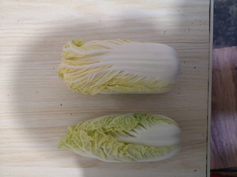 娃娃菜