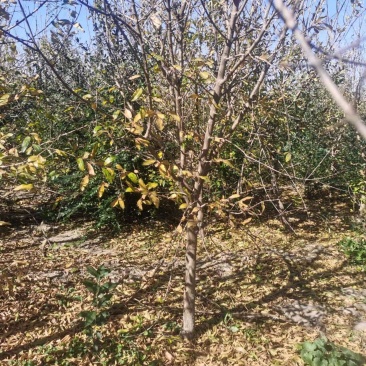 河南石榴树郑州石榴树邢台石榴树河北石榴树