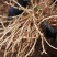 折耳根，鱼腥草