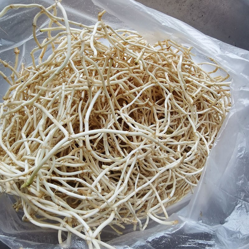 折耳根，鱼腥草