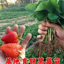 四季草莓苗南北方阳台种植果树苗奶油红颜草莓种苗秧盆栽当年