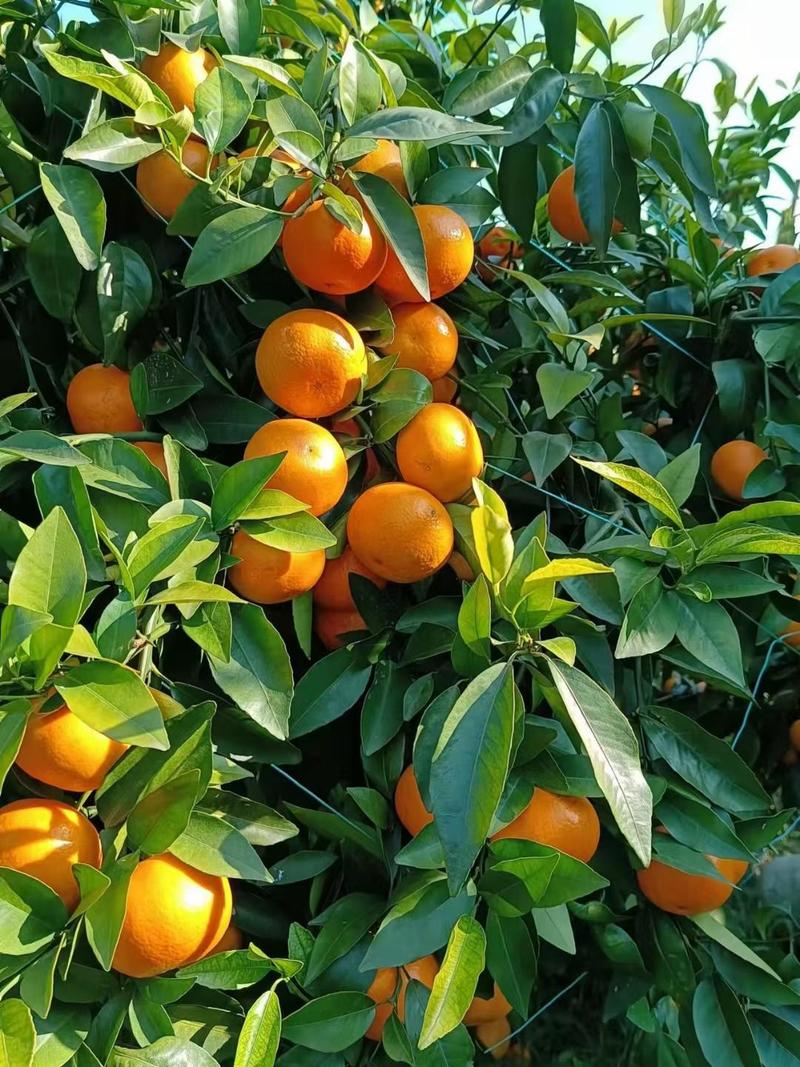 柑橘，武鸣精品沃柑，皮薄多汁，爆甜，果园现摘现发全国发货