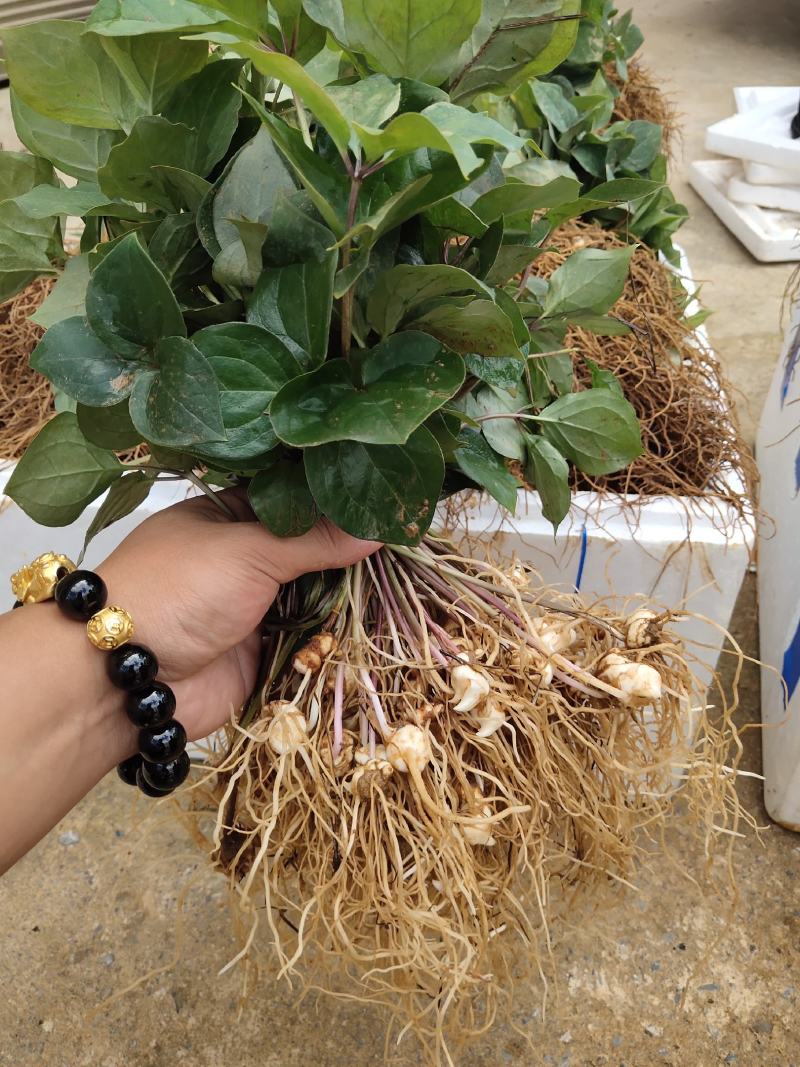 【优选】优质云南高杆滇重楼苗七叶一枝花种苗独角莲苗