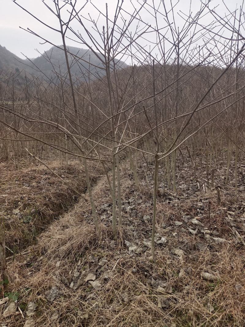 精品苗