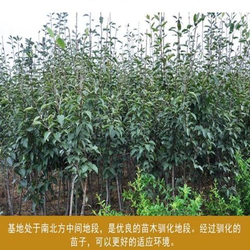 皇冠梨树苗嫁接梨树树苗盆栽地栽南北方种植当年结果大苗