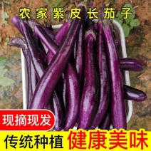 茄子，新苗广茄，烧烤茄上市，基地直供。欢迎新老客户来电！