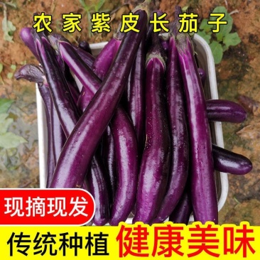 茄子，新苗广茄，烧烤茄上市，基地直供。欢迎新老客户来电！