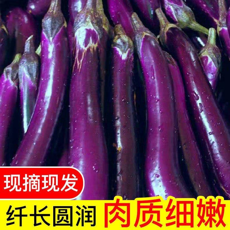 湛江徐闻新苗茄子现摘现发应季茄子量大从优