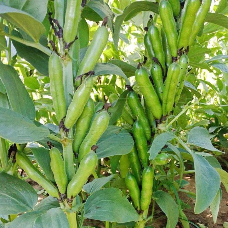 蚕豆种子特大高产大粒罗汉豆种籽春秋冬季播种早熟耐寒本地胡