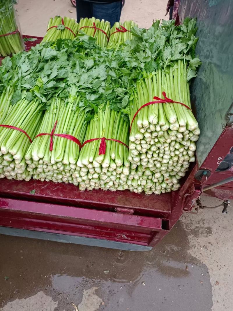 精品芹菜大量上市，质量好，色绿，需用的老板请联糸，