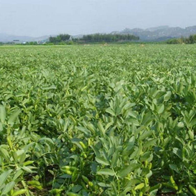 蚕豆种子特大高产大粒罗汉豆种籽春秋冬季播种早熟耐寒本地胡
