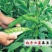 蚕豆种子特大高产大粒罗汉豆种籽春秋冬季播种早熟耐寒本地胡
