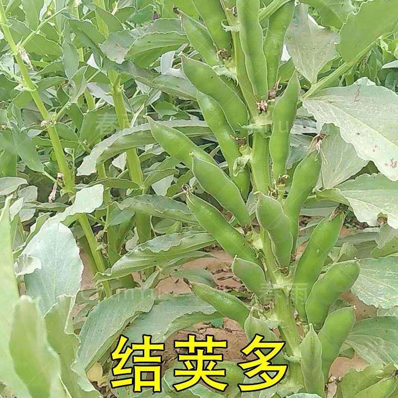 蚕豆种子特大高产大粒罗汉豆种籽春秋冬季播种早熟耐寒本地胡