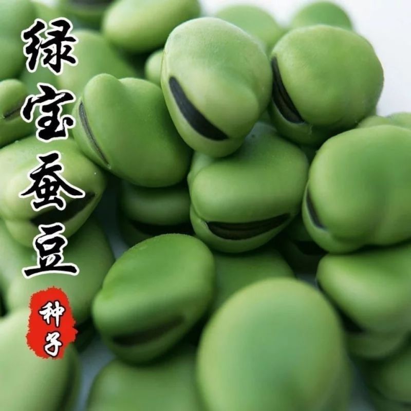 蚕豆种子特大高产大粒罗汉豆种籽春秋冬季播种早熟耐寒本地胡