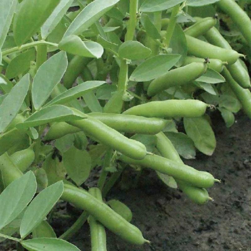 蚕豆种子特大高产大粒罗汉豆种籽春秋冬季播种早熟耐寒本地胡