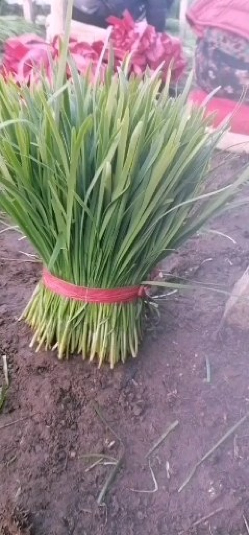 大量现货