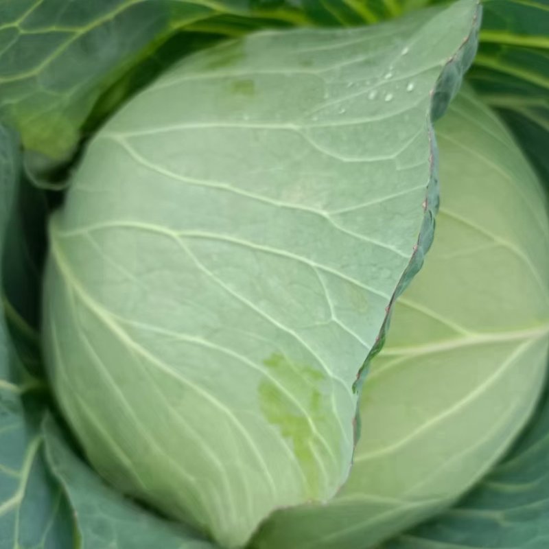 【甘蓝】河南通许扁包菜，京丰一号大量上市质量很好诚信经营