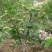 碧根果核桃苗盆栽地栽南北方种植当年结果大苗嫁接核桃树苗