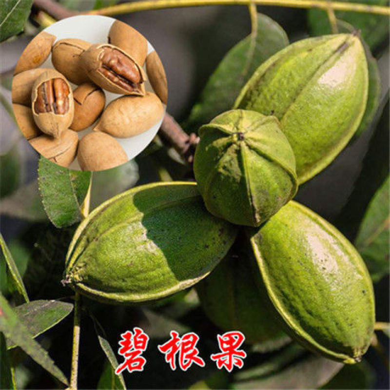 碧根果核桃苗盆栽地栽南北方种植当年结果大苗嫁接核桃树苗