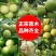 碧根果核桃苗盆栽地栽南北方种植当年结果大苗嫁接核桃树苗
