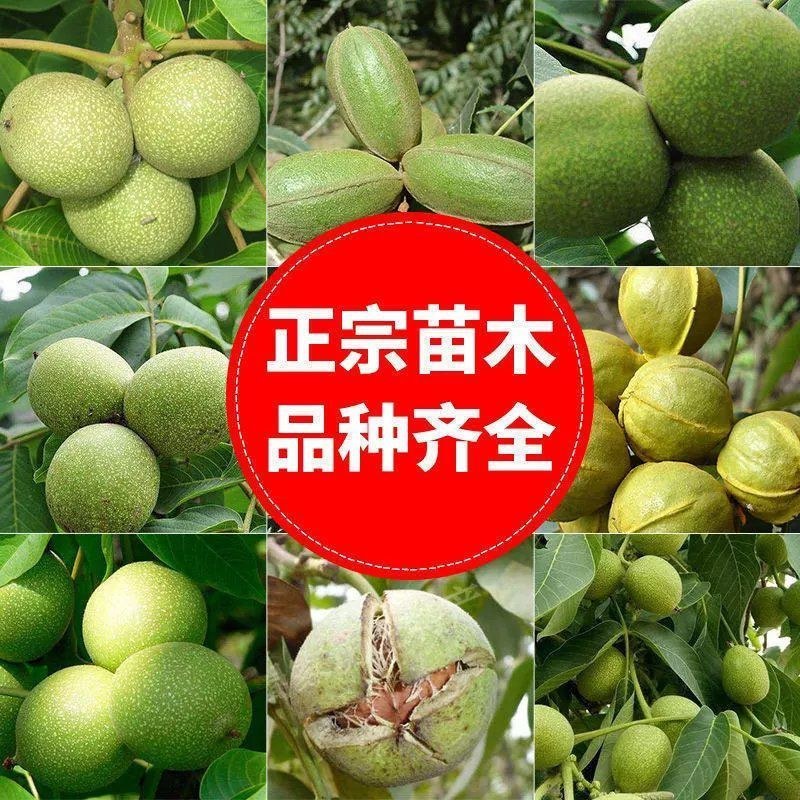 碧根果核桃苗盆栽地栽南北方种植当年结果大苗嫁接核桃树苗