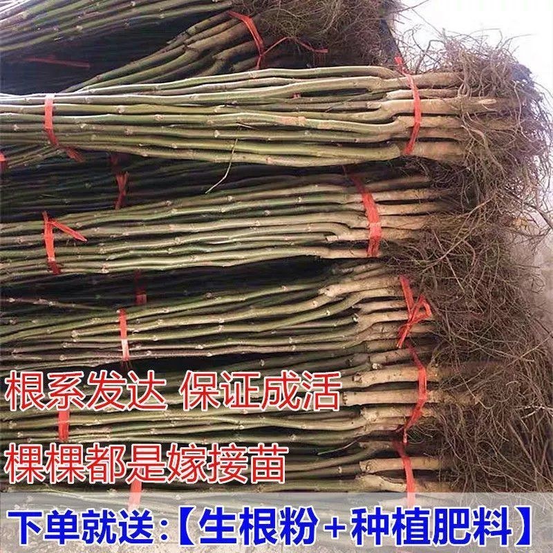 碧根果核桃苗盆栽地栽南北方种植当年结果大苗嫁接核桃树苗