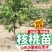 碧根果核桃苗盆栽地栽南北方种植当年结果大苗嫁接核桃树苗