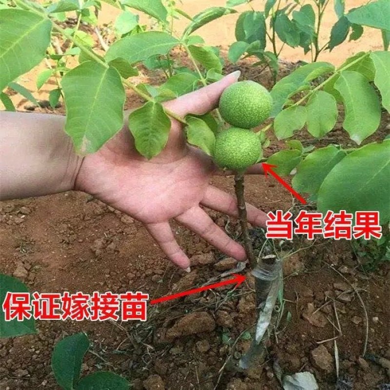 红皮核桃苗盆栽地栽南北方种植当年结果大苗嫁接核桃树苗