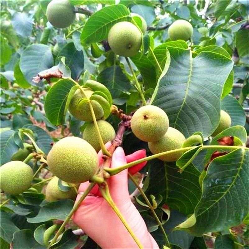 红皮核桃苗盆栽地栽南北方种植当年结果大苗嫁接核桃树苗