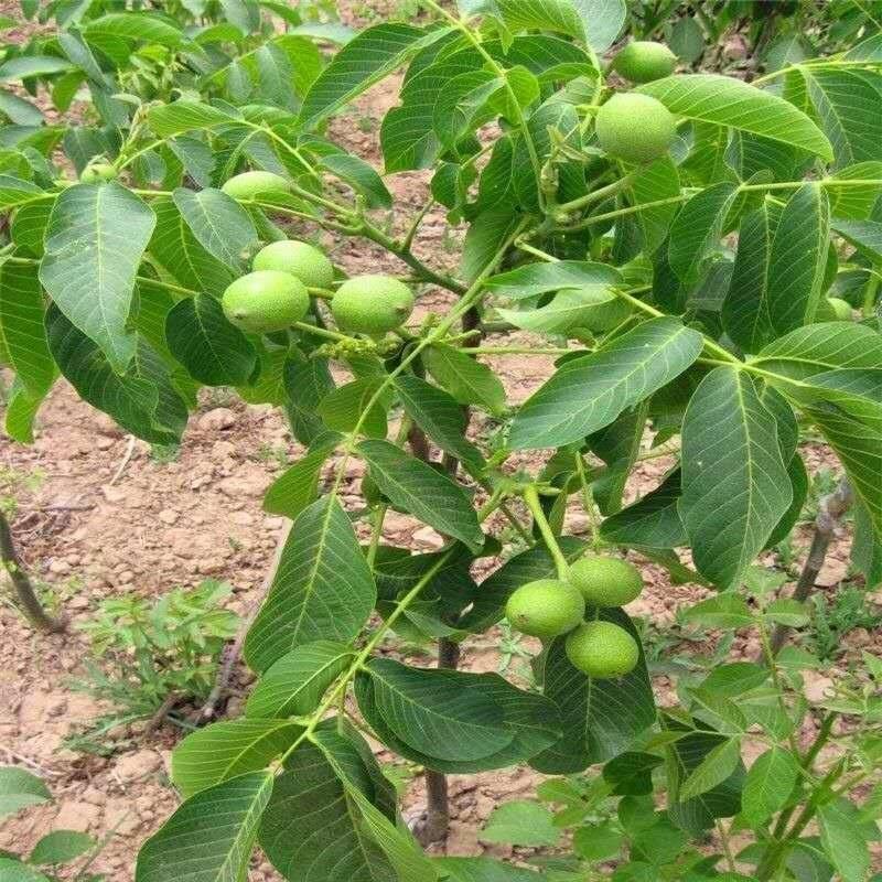 红皮核桃苗盆栽地栽南北方种植当年结果大苗嫁接核桃树苗