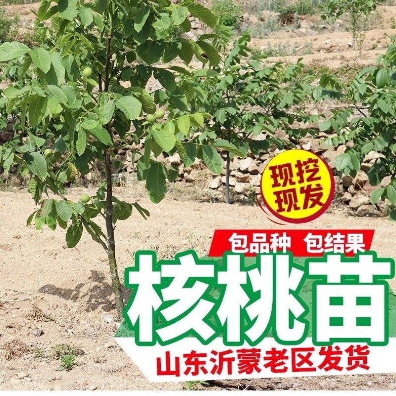红皮核桃苗盆栽地栽南北方种植当年结果大苗嫁接核桃树苗