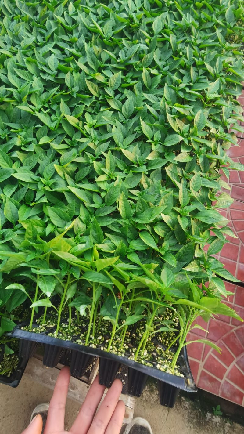 辣椒苗，尖椒苗，线椒苗，螺丝椒苗，羊角椒苗泡椒苗，