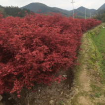 日本枫(出猩猩)