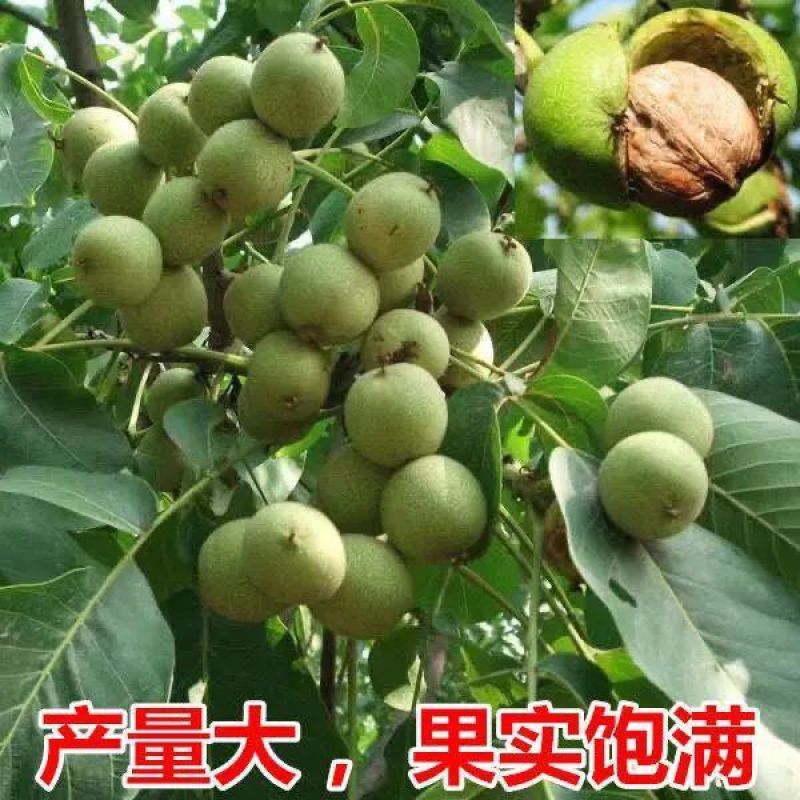 纸皮核桃树苗盆栽地栽南北方种植当年结果大苗嫁接核桃苗