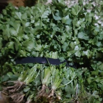 优品大叶香菜
