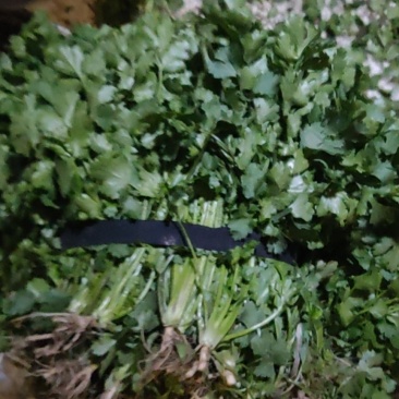 优品大叶香菜