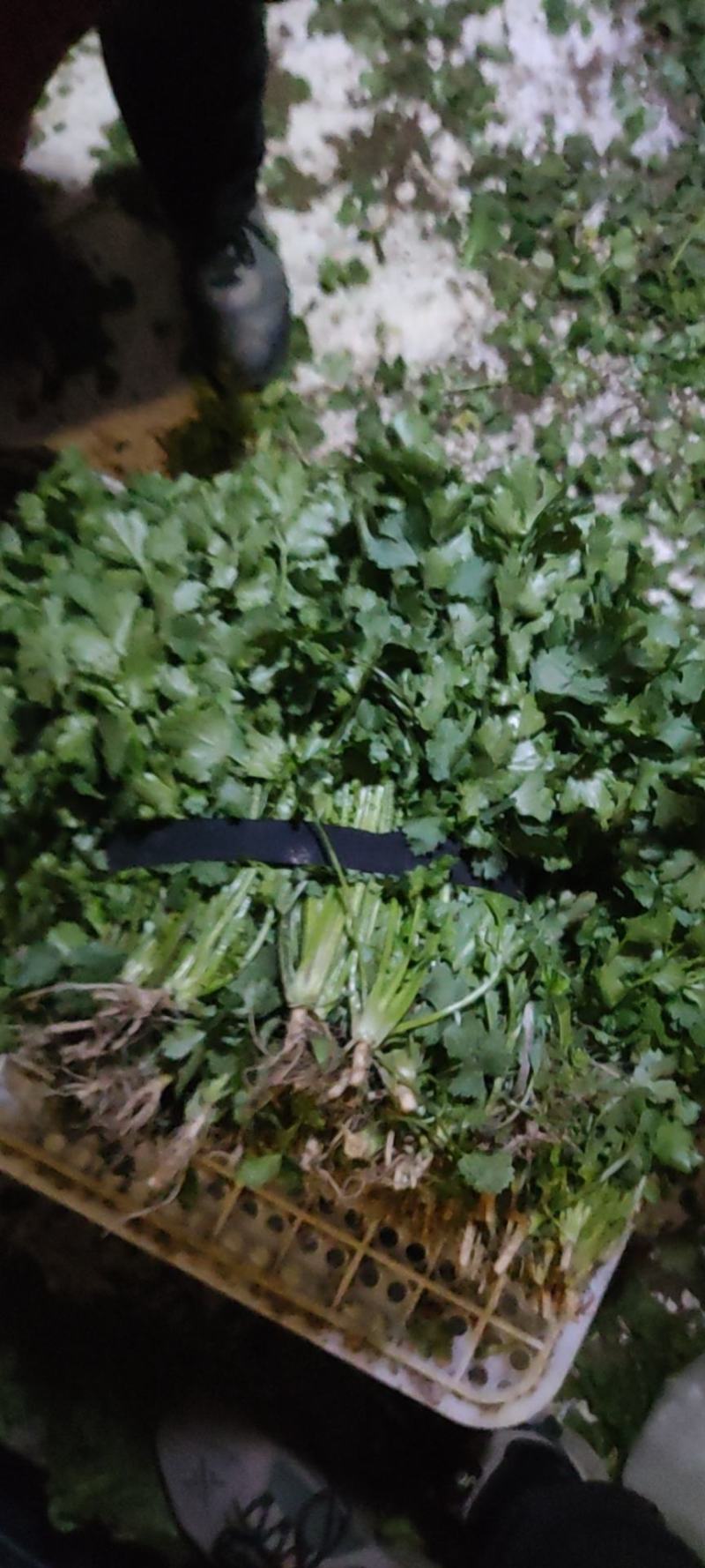 优品大叶香菜