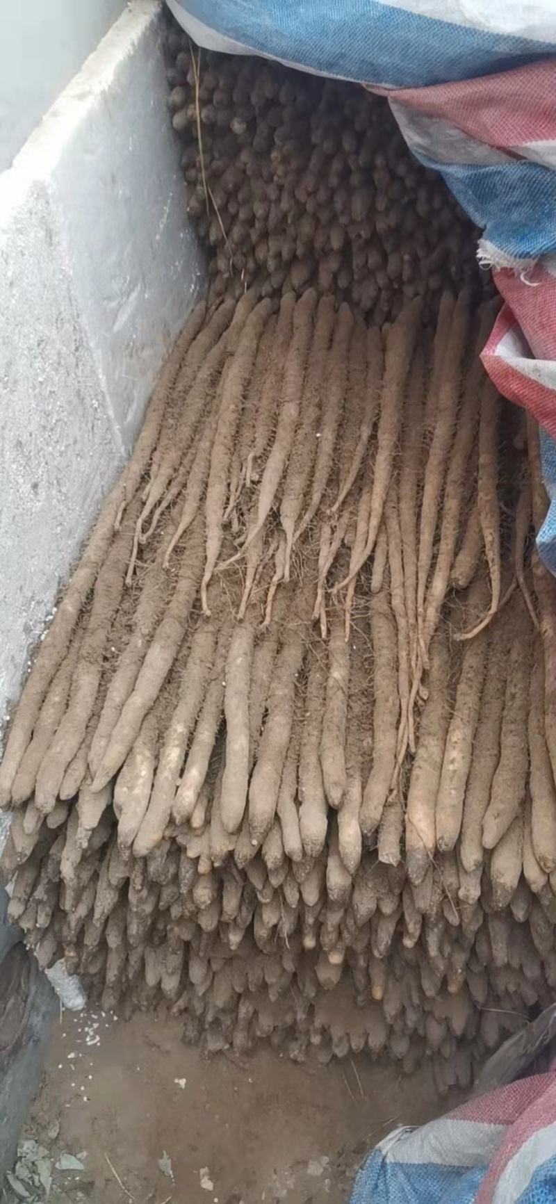 小白嘴网袋货
