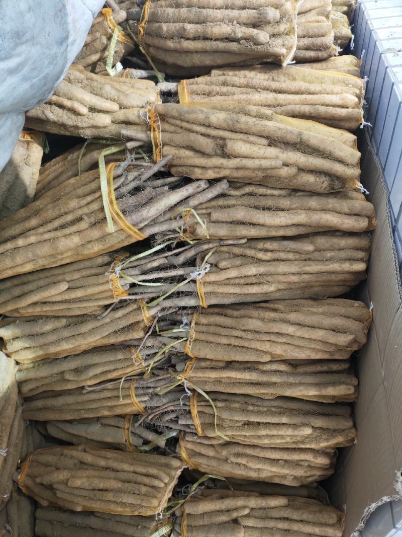 小白嘴网袋货