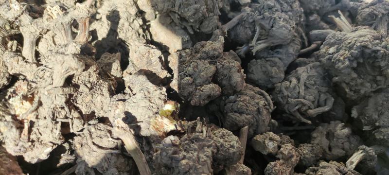 家种藁本（川芎）自然晾晒干，个子统货，茬子好！