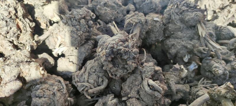 家种藁本（川芎）自然晾晒干，个子统货，茬子好！